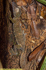 leaf-tailed gecko